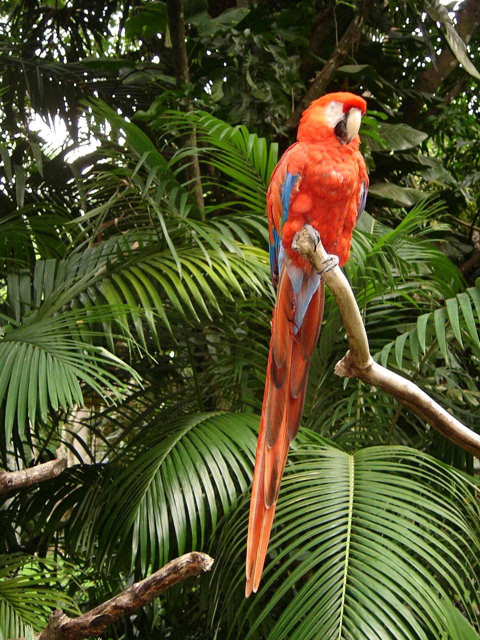 Close-up of a multi-colored beak toucan in the Bijagua rainforest, Costa Rica - Bird watching tour.